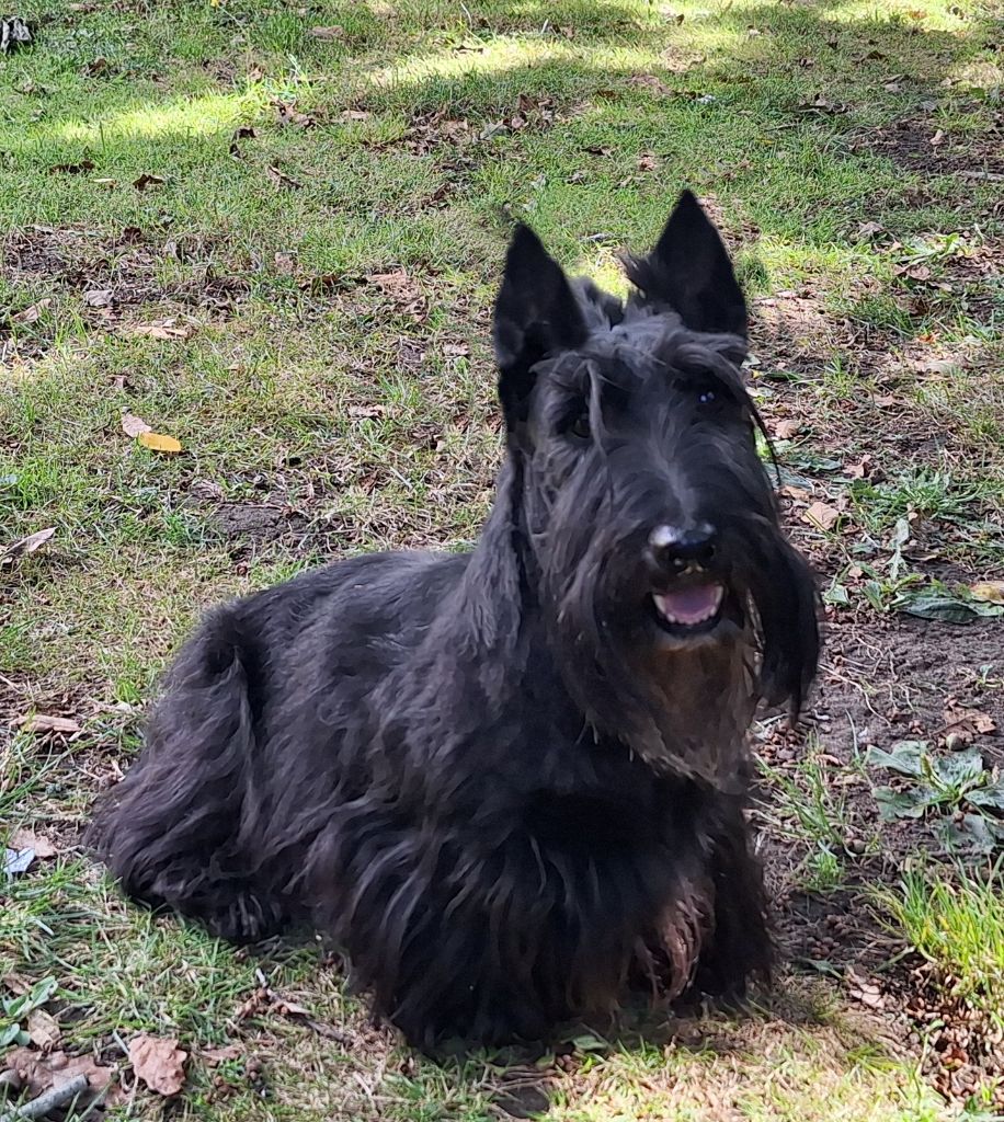 Les Scottish Terrier de l'affixe Walescot- kinloch