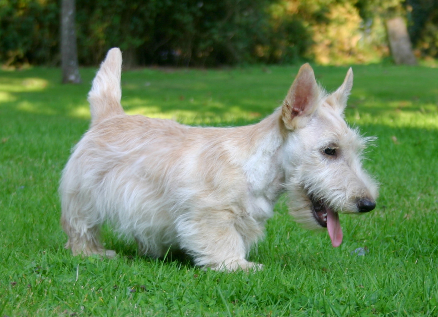 Walescot- kinloch - CHIOT MALE FROMENT